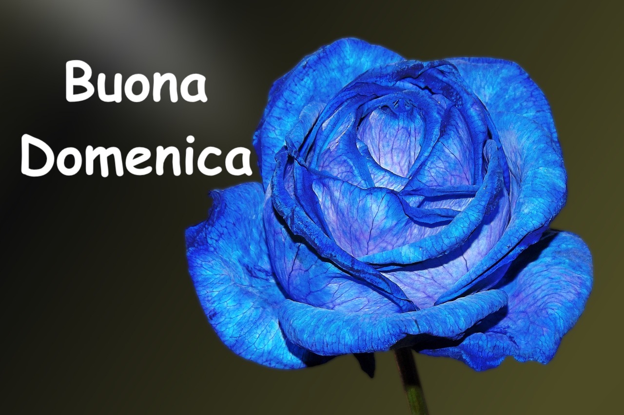 fotografia di una rosa blu da scaricare gratis